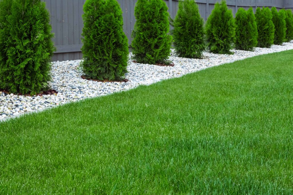 Stock - Stock manicured landscape grass & evergreen shrubs