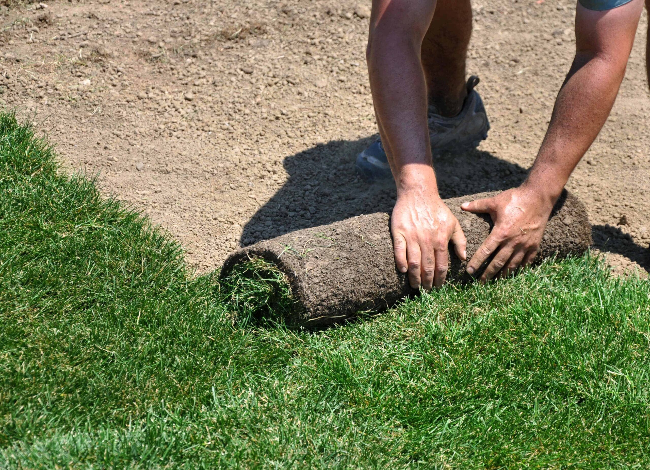 Stock - Landscaper installing Sod
