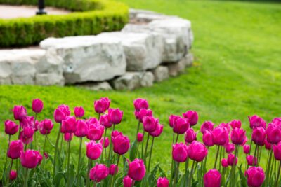 Stock - Tulips with a Stone Wall in the background